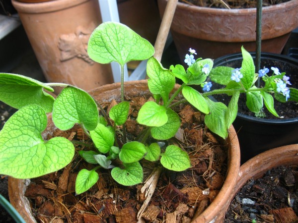 20250328 - Brunnera macrophylla - 03.jpg