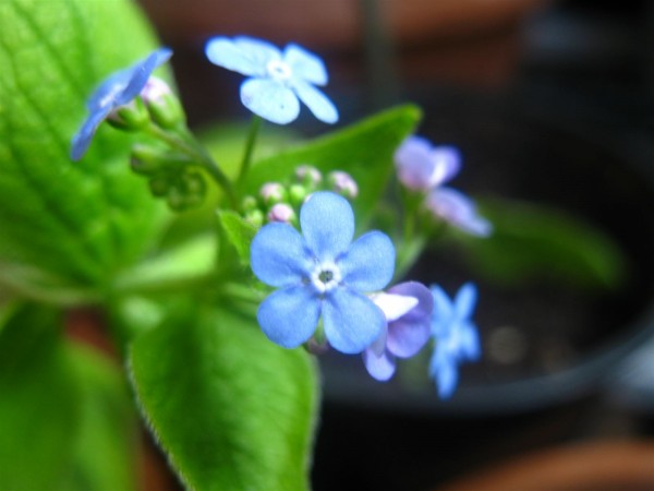 20250328 - Brunnera macrophylla - 05.jpg