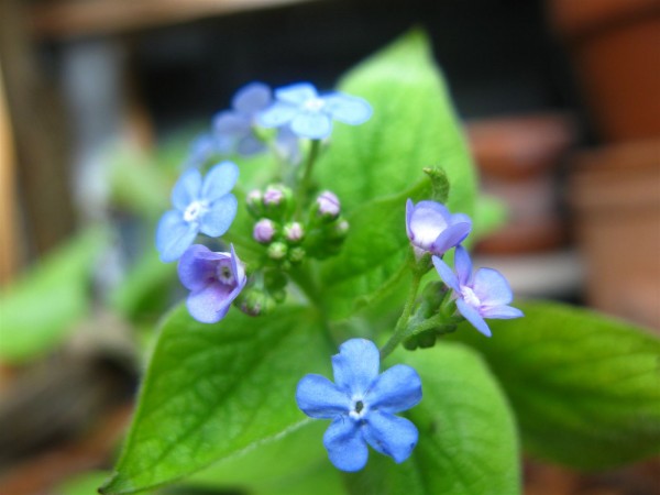 20250328 - Brunnera macrophylla - 06.jpg