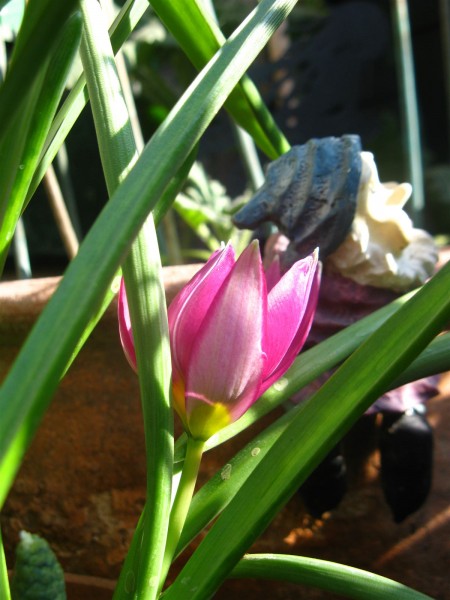 20250328 - Tulipa humilis 'Persian pearl' - 01.jpg