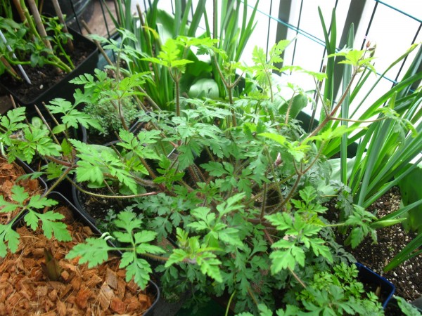 20250330 - Geranium robertianum - 02.jpg