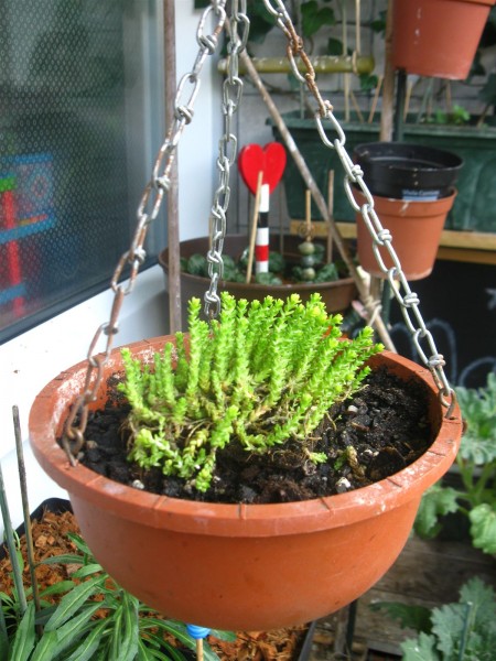 20250331 - sedums - 02.jpg