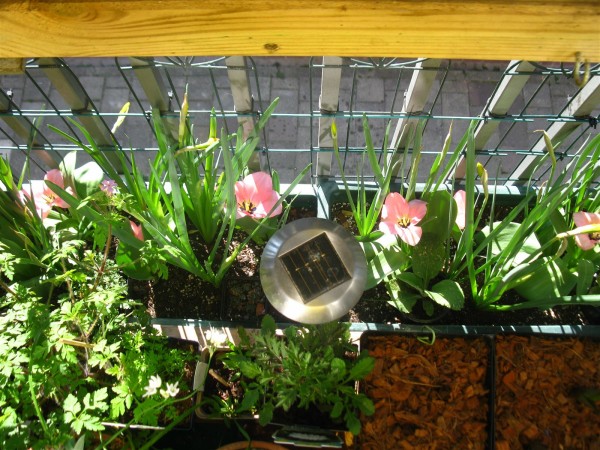 20250403 - Tulipa 'Sweet Sixteen' - 01.jpg