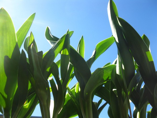 20250406 - Tulipa 'Scarlet baby - 08.jpg