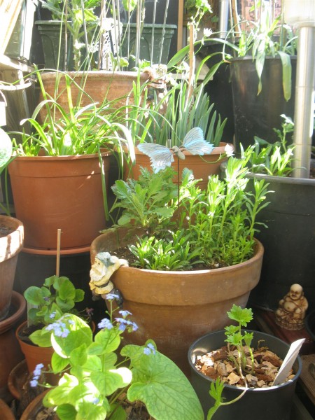 20250409 - balcony - 17.jpg