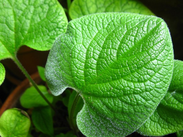 20250423 - Brunnera macrophylla - 09.jpg