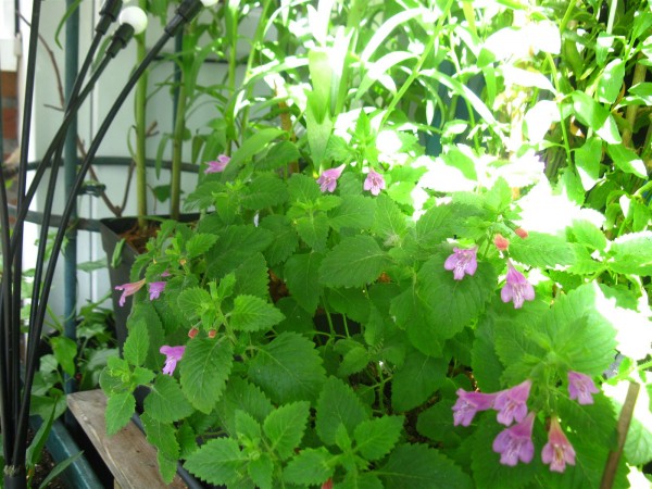 20250525 - Calamintha grandiflora - 03.jpg