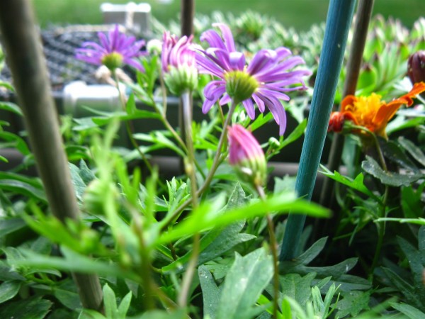 20250612 - Brachyscome multifida - 01.jpg