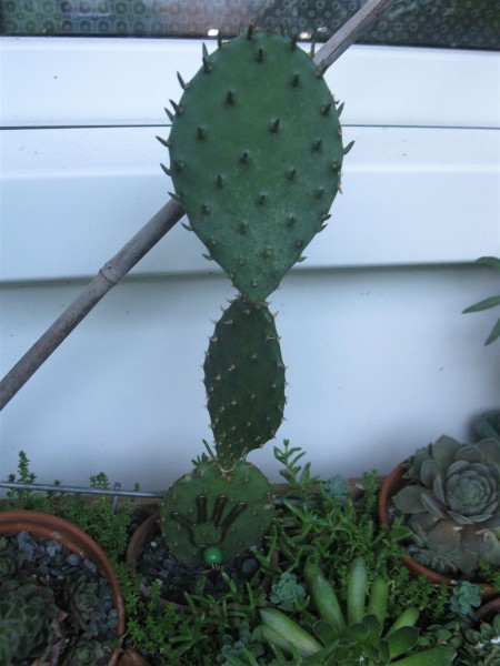 20250704 - Opuntia - 04.jpg