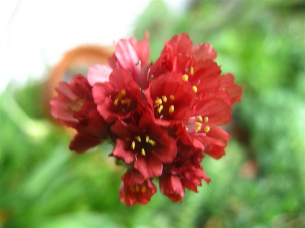 20250707 - Armeria pseudarmeria 'Ballerina Red' - 02.jpg