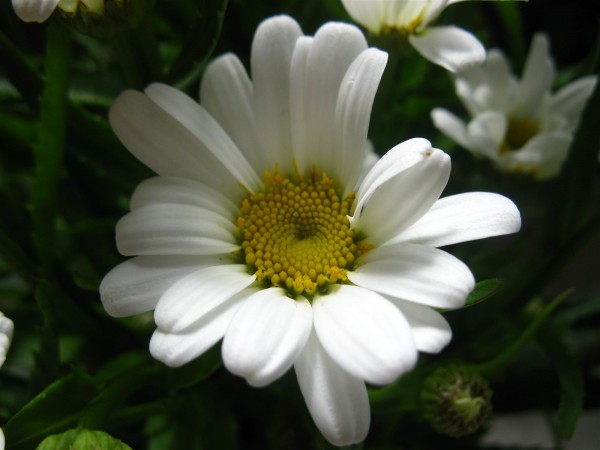 20250720 - Leucanthemum - 02.jpg