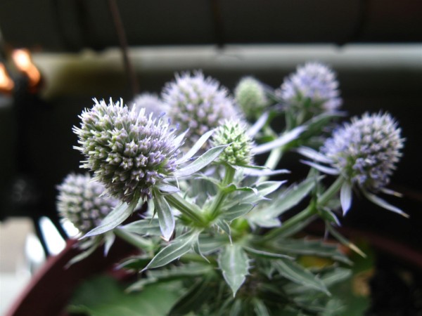 20250726 - Eryngium planum 'Blue Hobbit' - 07.jpg