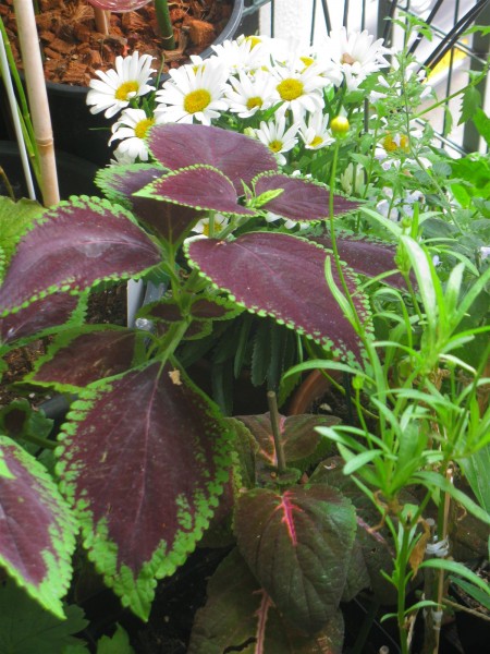 20250801 - balcony - 87.jpg