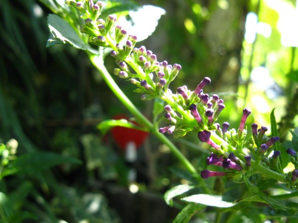 20250824 - Buddleja davidii Summer Kids 'Timmi' - 02.jpg
