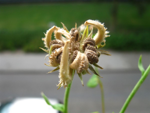 20250828 - Calendula officinalis - 06.jpg