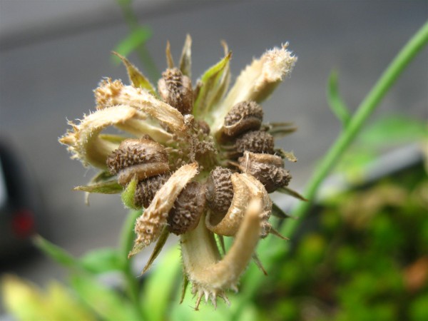 20250828 - Calendula officinalis - 07.jpg