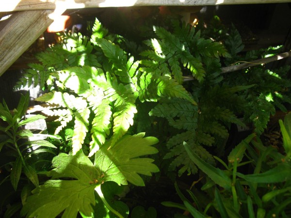 20250830 - Dryopteris erythrosora - 02.jpg