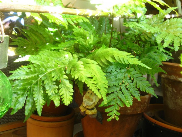 20250830 - Dryopteris erythrosora - 03.jpg