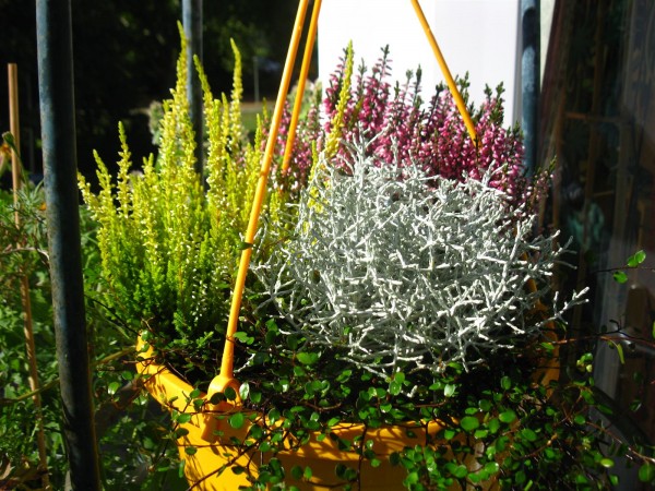 20250830 - hanging planter - 14.jpg