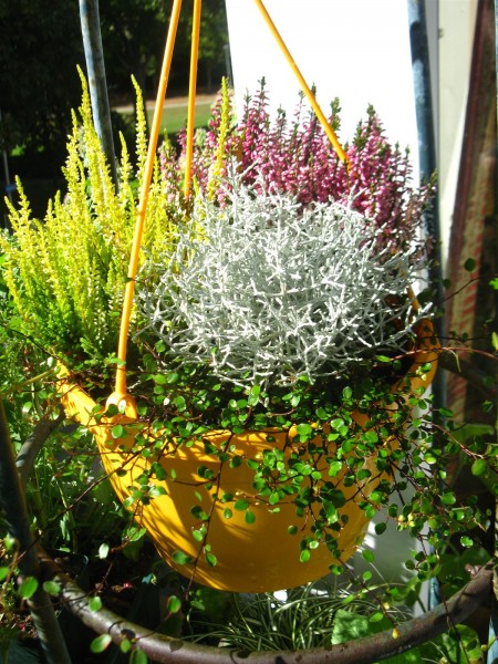 20250830 - hanging planter - 15.jpg