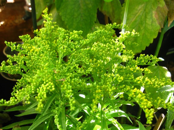20250830 - Solidago - 02.jpg