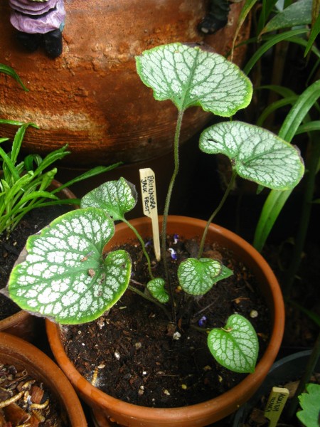 20250921 - Brunnera macrophylla 'Jack Frost' - 01.jpg