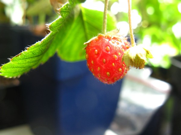 20251012 - Fragaria ostara - 03.jpg