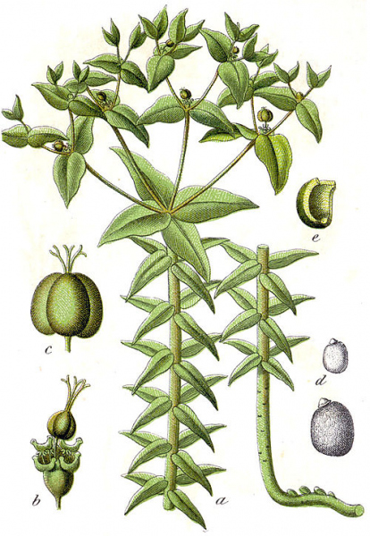 500px-Euphorbia_lathyris_Sturm33.png