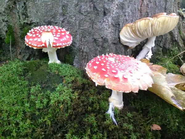amanita - 02.jpg