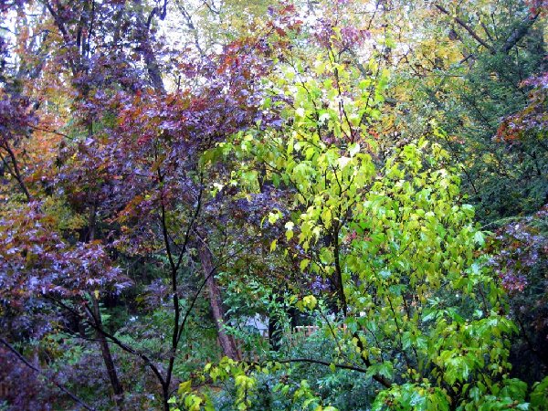 Autumn.jpg