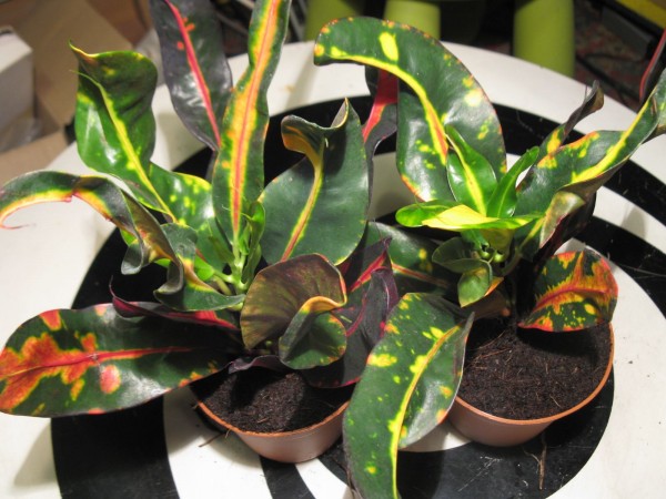 Croton - 01.jpg