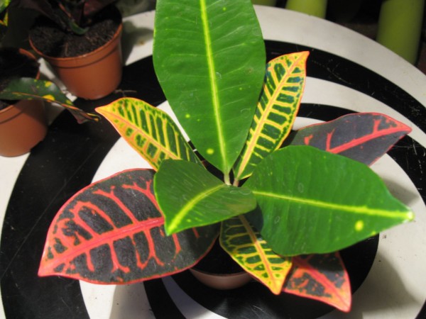 Croton - 03.jpg