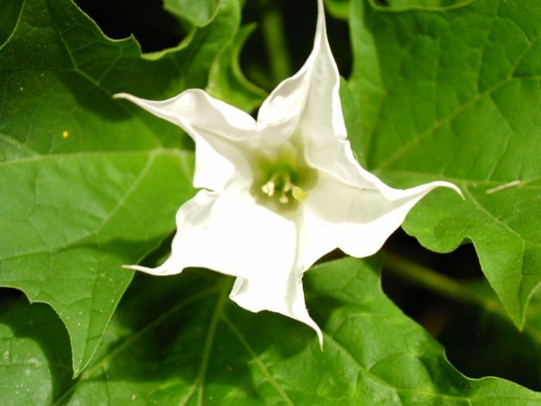 Datura stramonium - 06.jpg