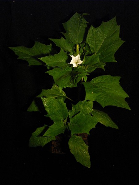 Datura stramonium - 10.jpg