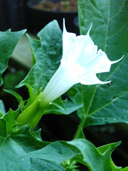 Datura stramonium - 12.jpg