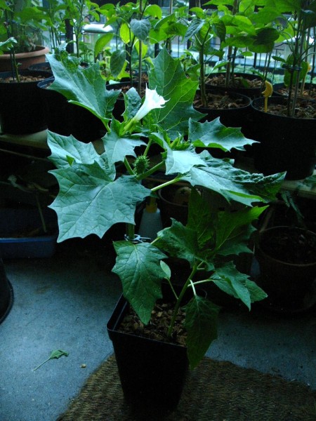 Datura stramonium - 15.jpg