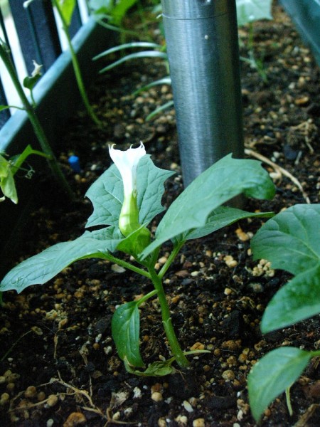 Datura stramonium - 16.jpg