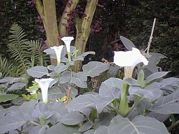 Datura wrightii (08-08-2004) - 03.jpg