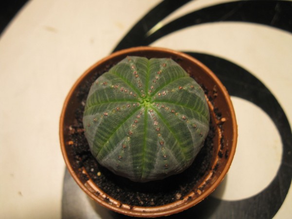 Euphorbia obesa - 01.jpg
