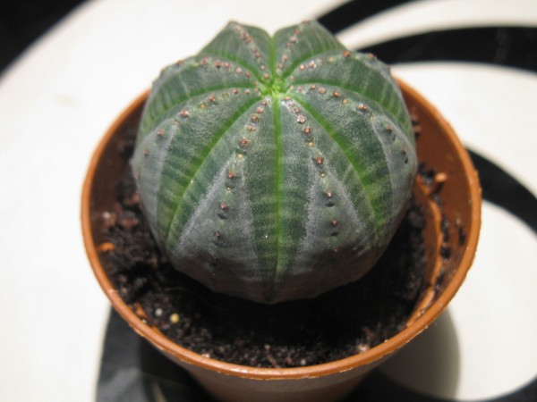 Euphorbia obesa - 02.jpg