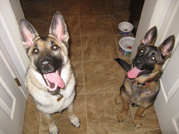 frida10mos_ziggy5mos.jpg