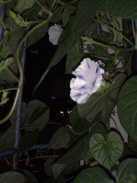 morning glories - 09.jpg