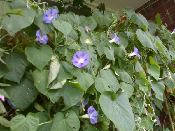 Morning Glory - (10-10-2007) - 01.jpg