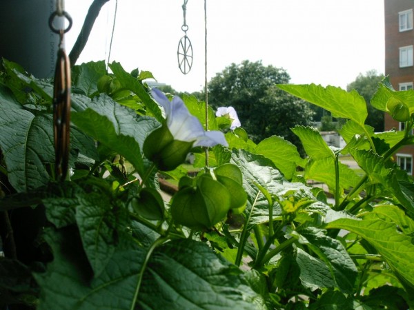 Nicandra physalodes - 01.jpg