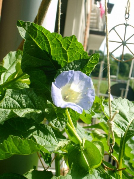 Nicandra physalodes - 02.jpg