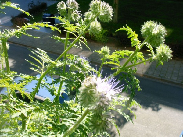 Phacelia tanacetifolia - 01.jpg