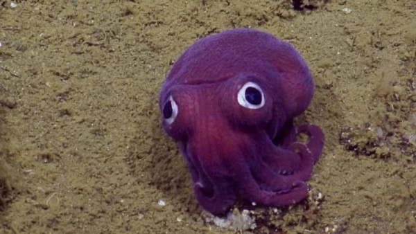 rossia-pacifica-stubby-squid-cephalopod.jpg