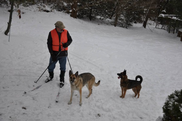 snowdogs.jpg
