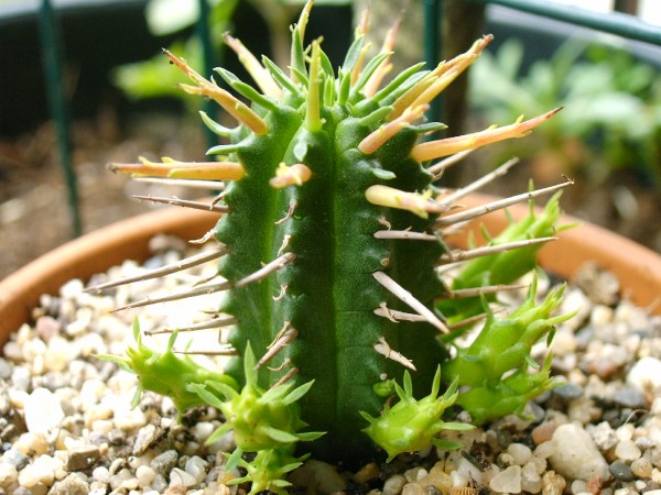 special cactus - 02.jpg