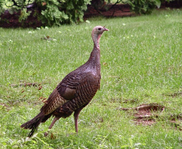 turkey-in-back-yard.jpg